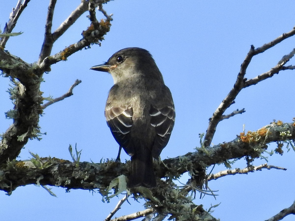 Olive-sided Flycatcher - ML642364265