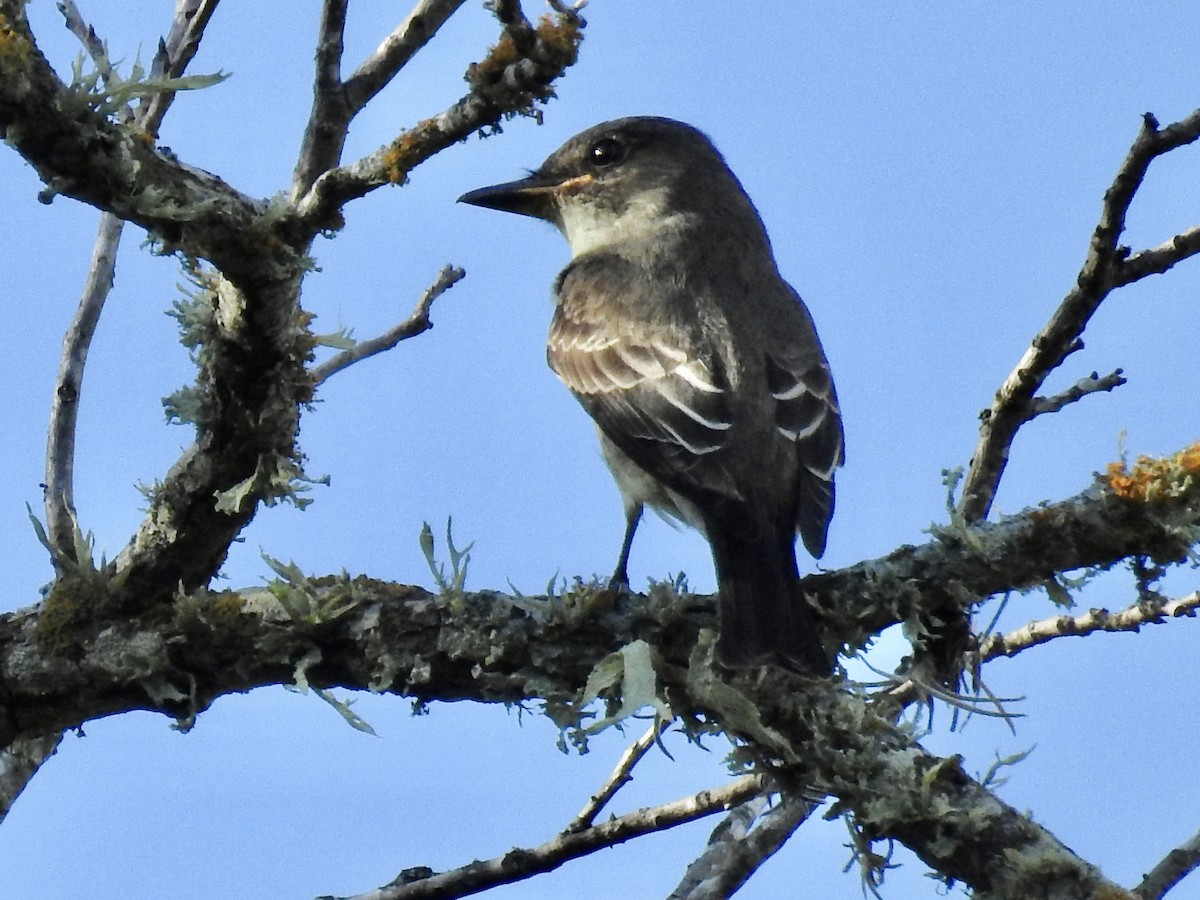 Olive-sided Flycatcher - ML642364271