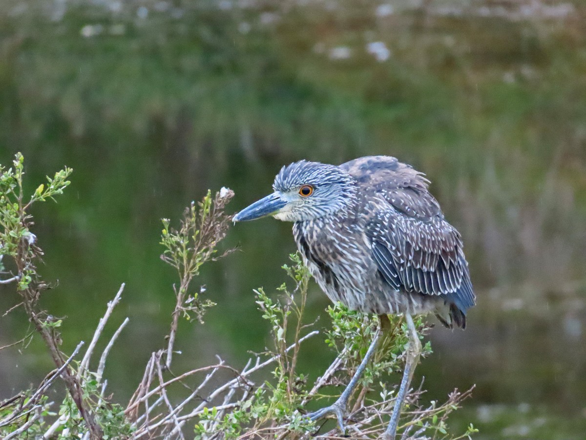 Yellow-crowned Night Heron - ML642364274