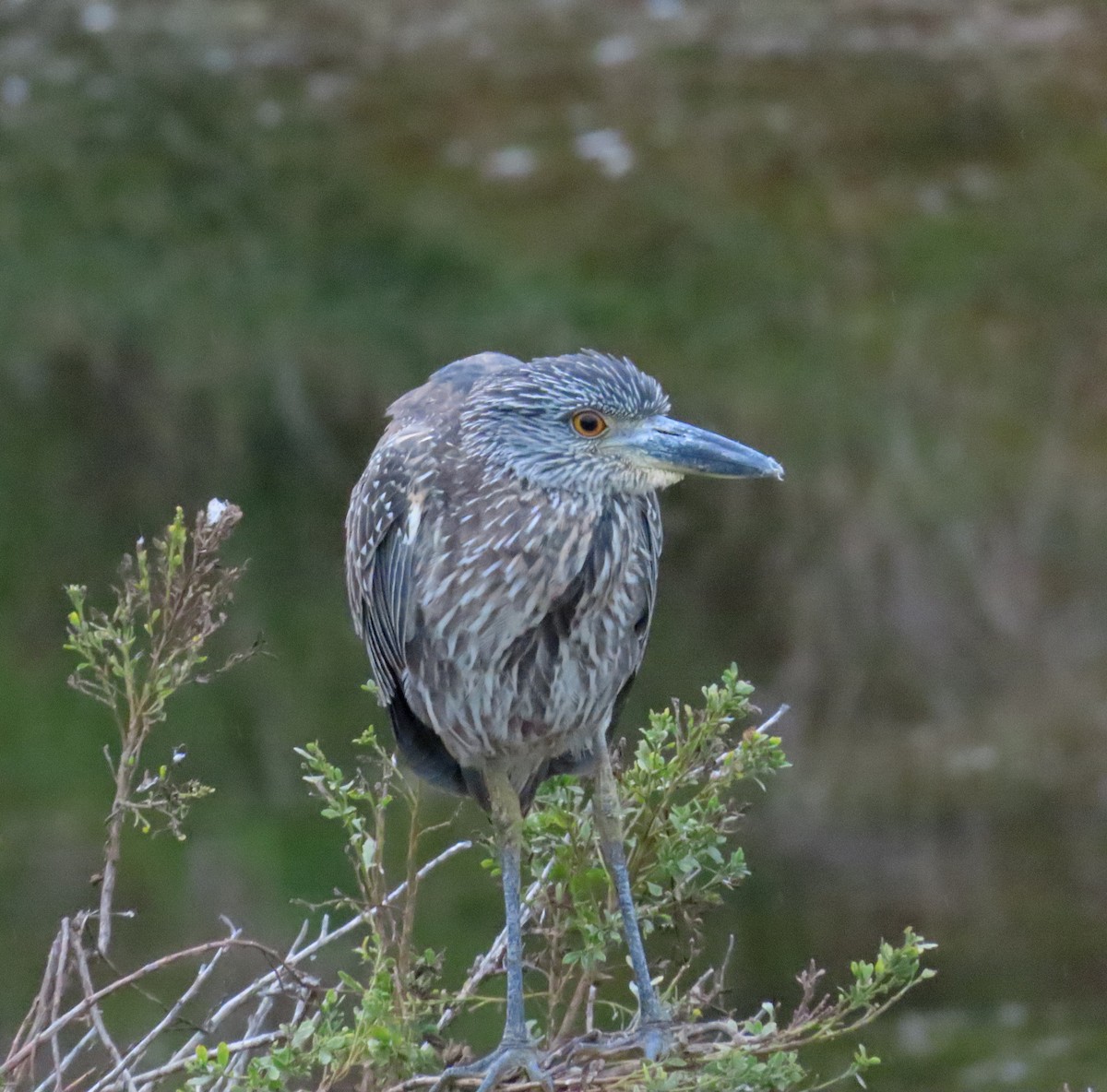 Yellow-crowned Night Heron - ML642364296