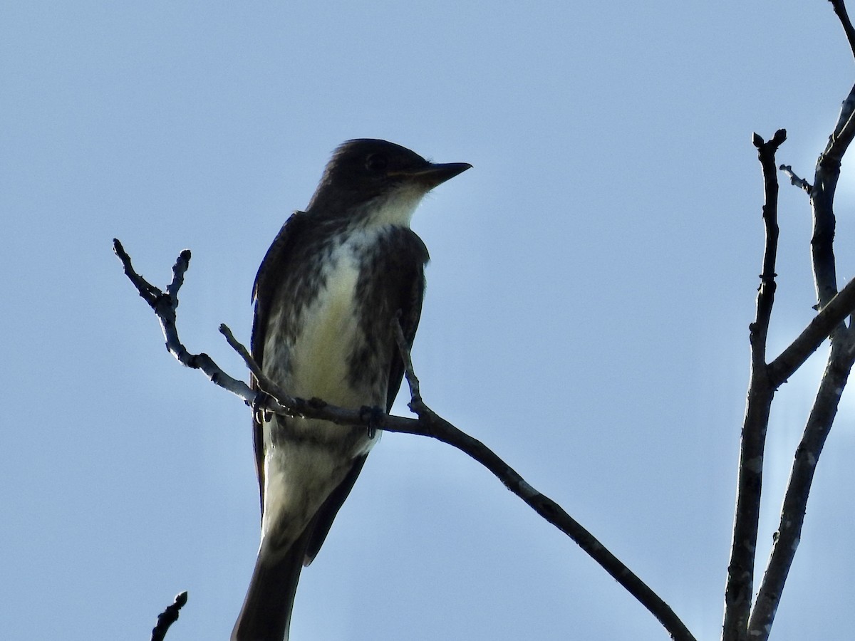 Olive-sided Flycatcher - ML642364297