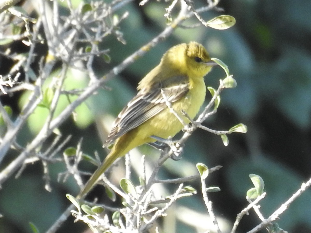 Orchard Oriole - ML642364327