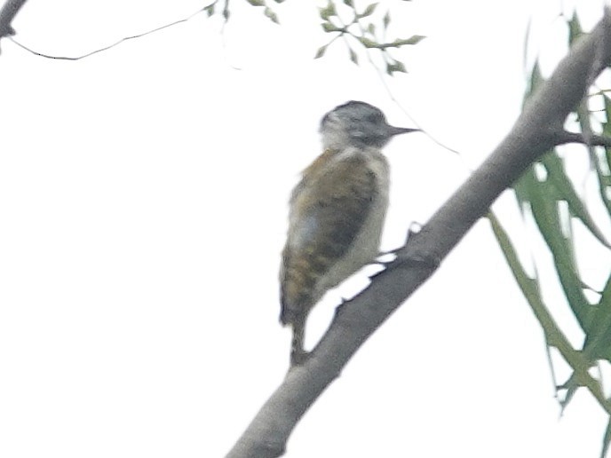 Speckle-breasted Woodpecker - ML642364328