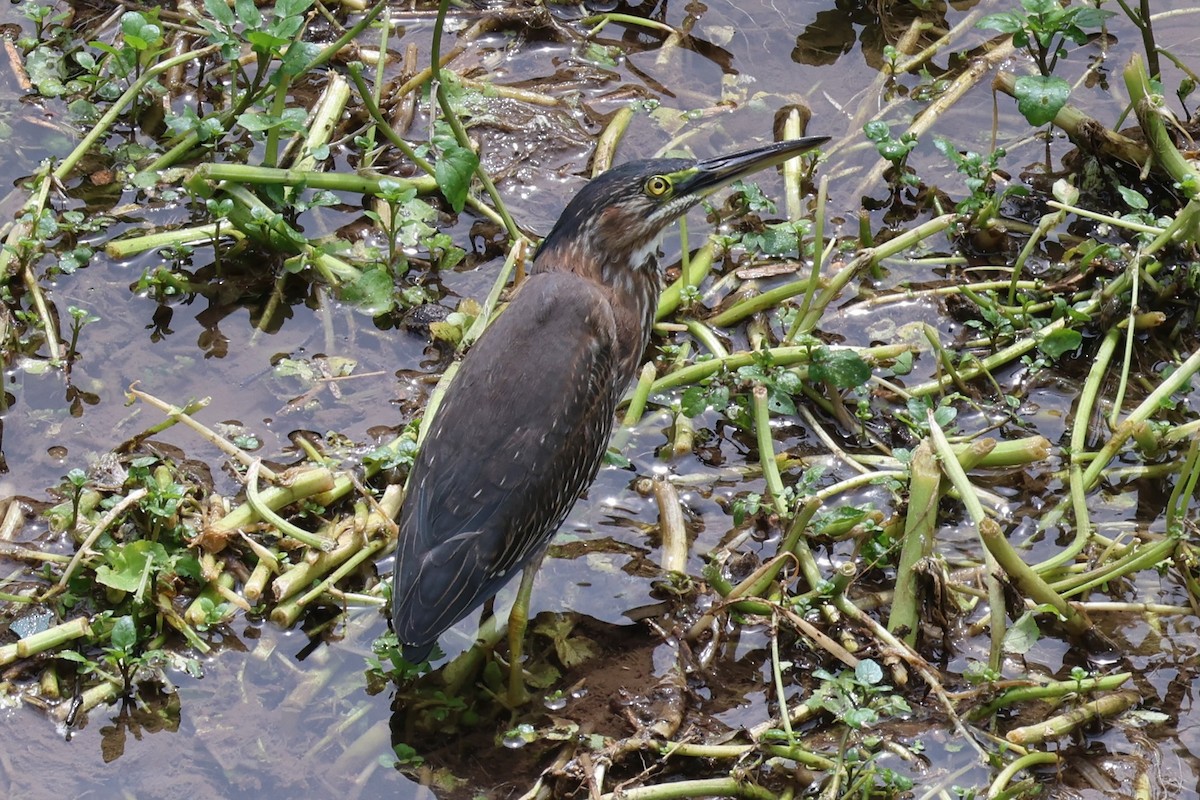 Green Heron - ML642364338