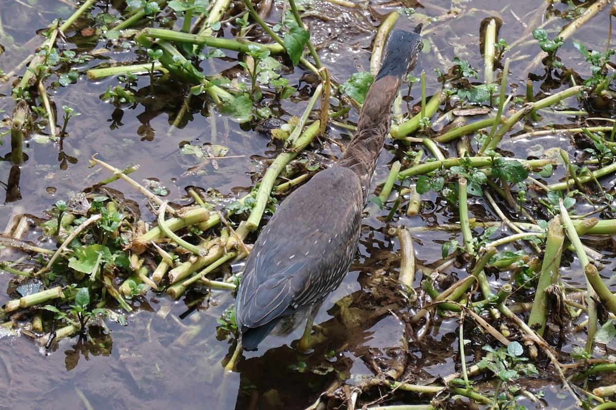 Green Heron - ML642364340