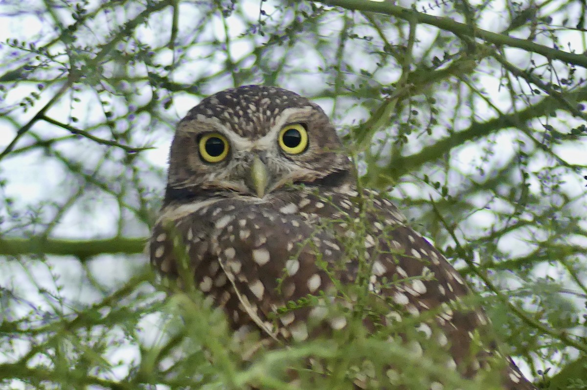 Burrowing Owl - ML642364343