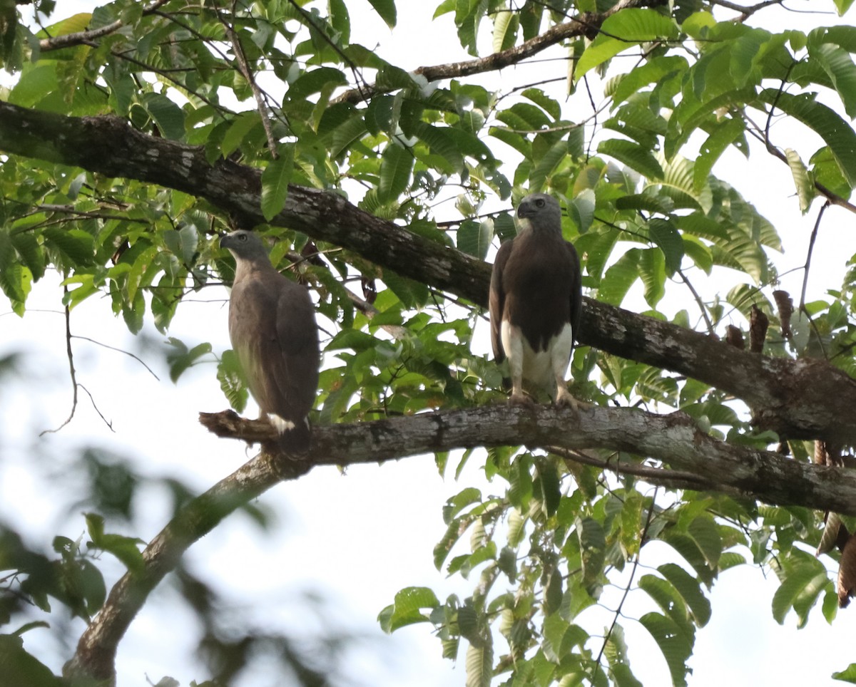 Орлан-рибалка великий - ML642364348