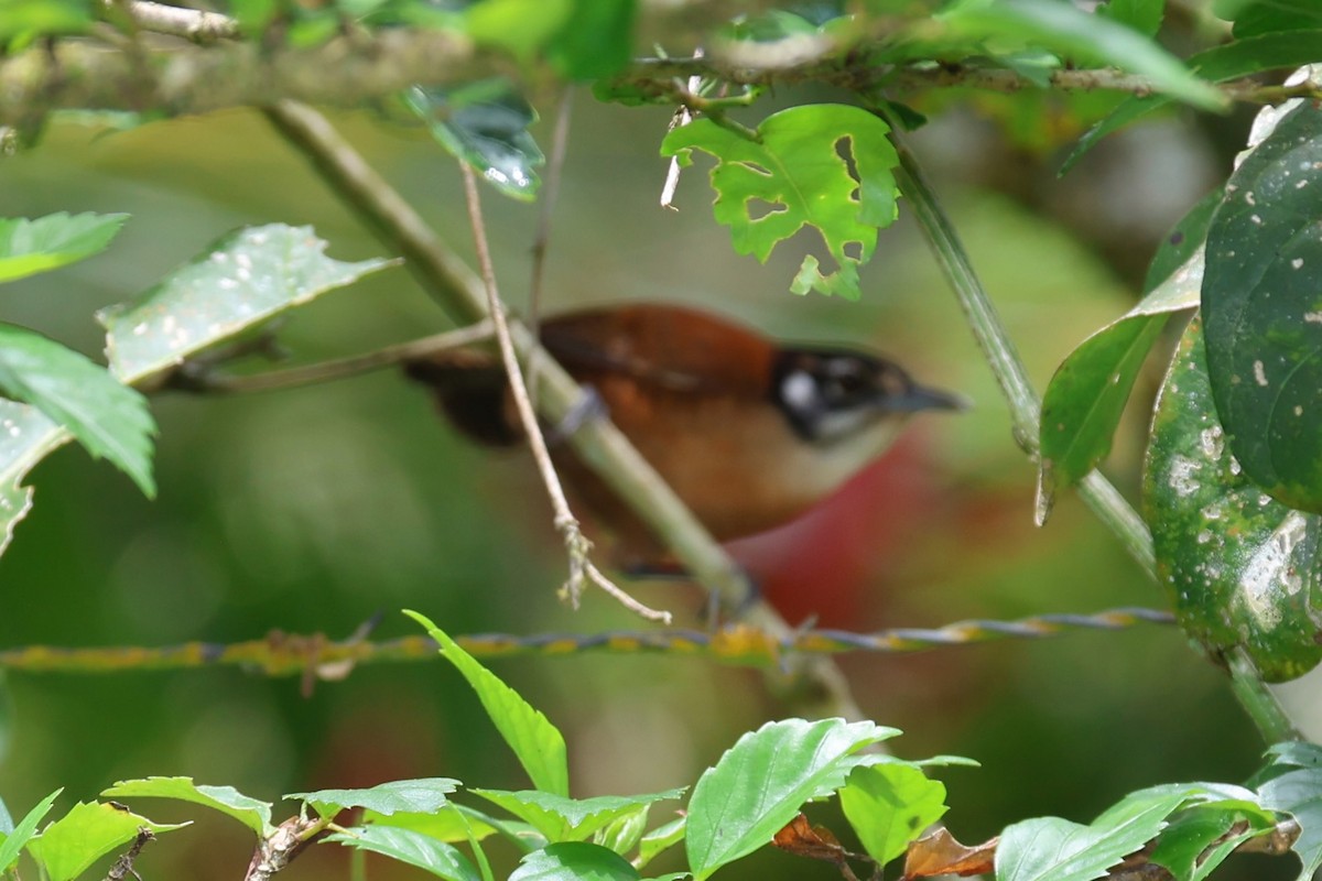 Bay Wren - ML642364349