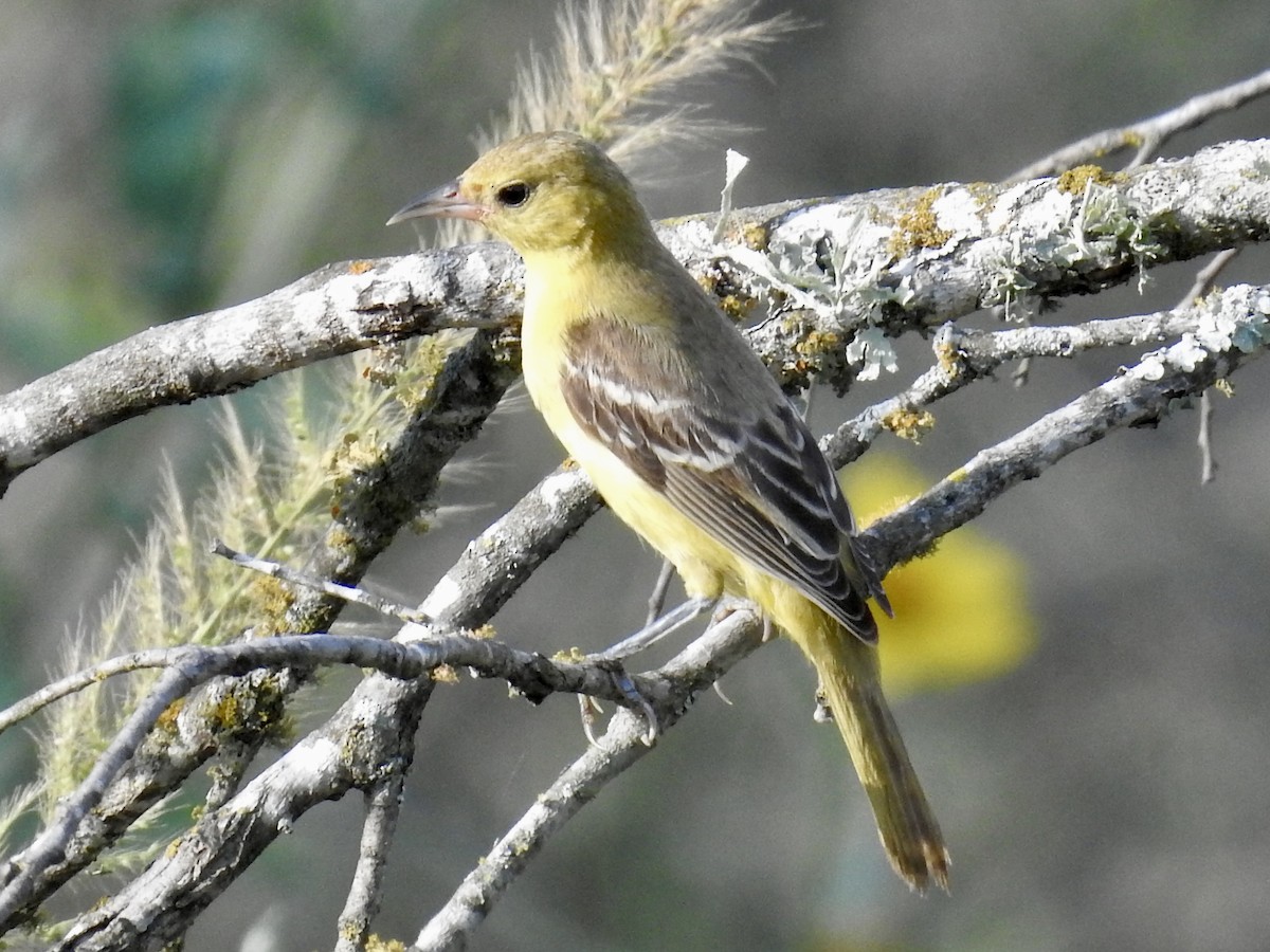 Orchard Oriole - ML642364356
