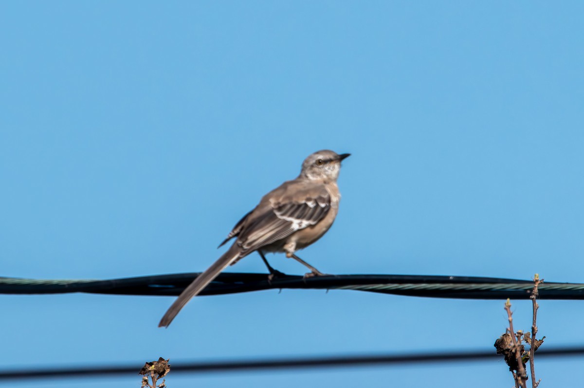 Northern Mockingbird - ML642364387