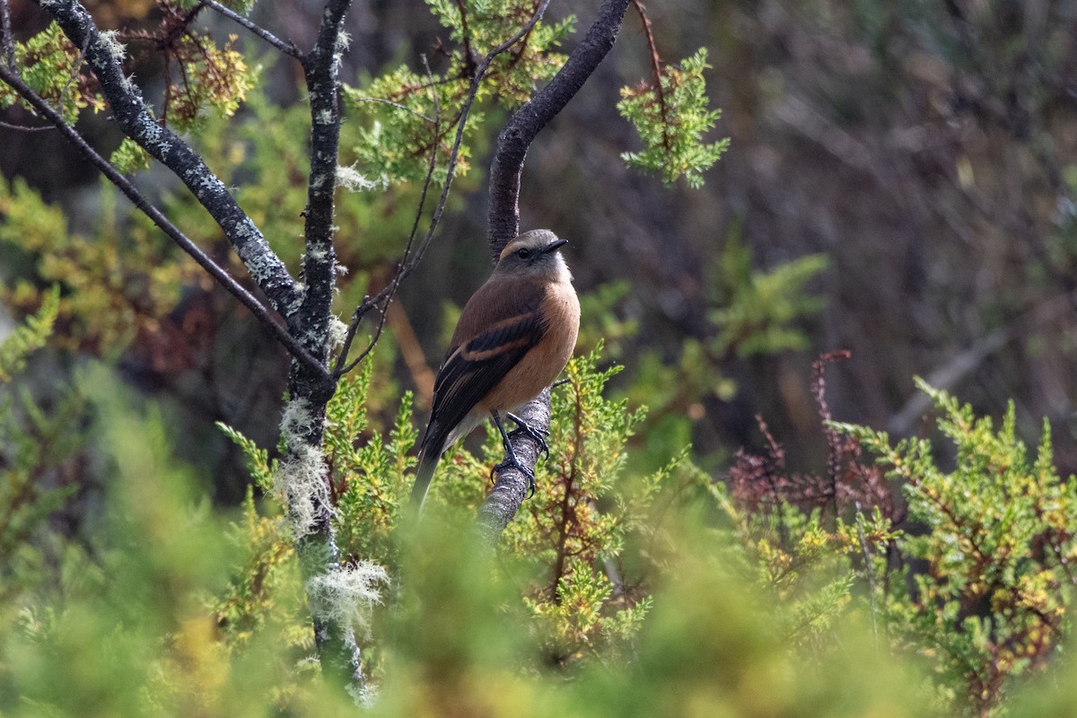 Brown-backed Chat-Tyrant - ML642364420