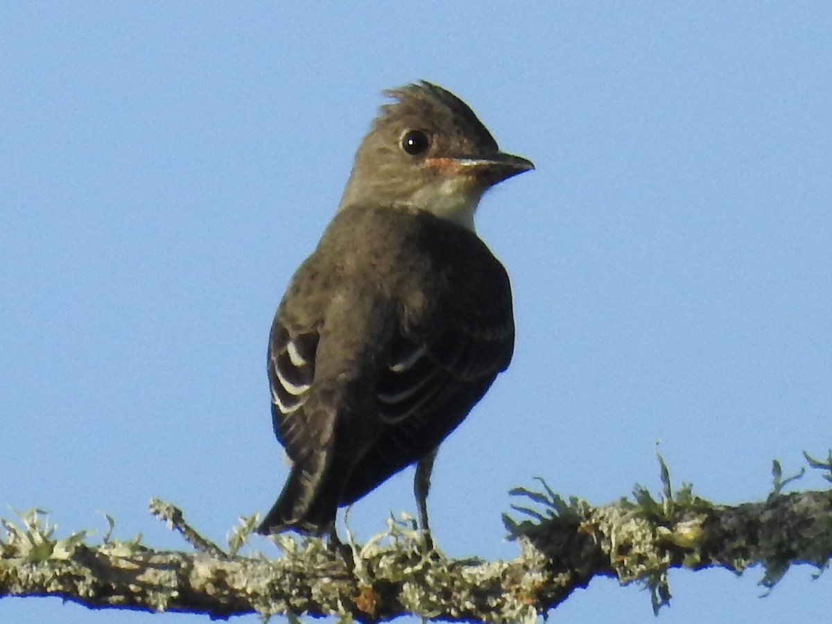 Olive-sided Flycatcher - ML642364434