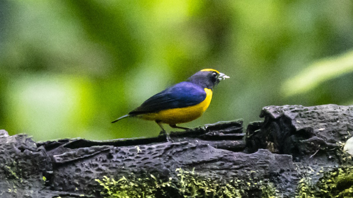 Orange-bellied Euphonia - ML642364447