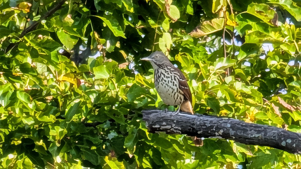 Brown Thrasher - ML642364453