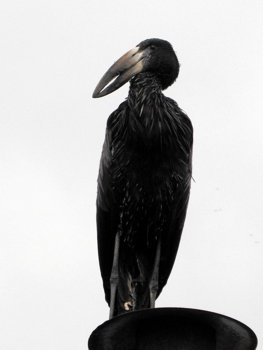 African Openbill - ML642364490