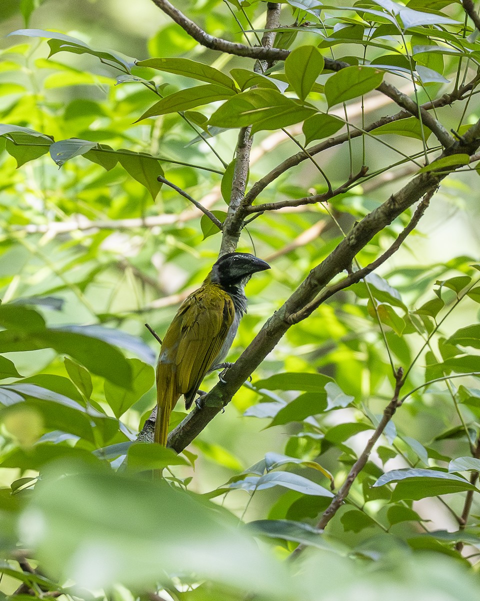 Black-headed Saltator - ML642364528