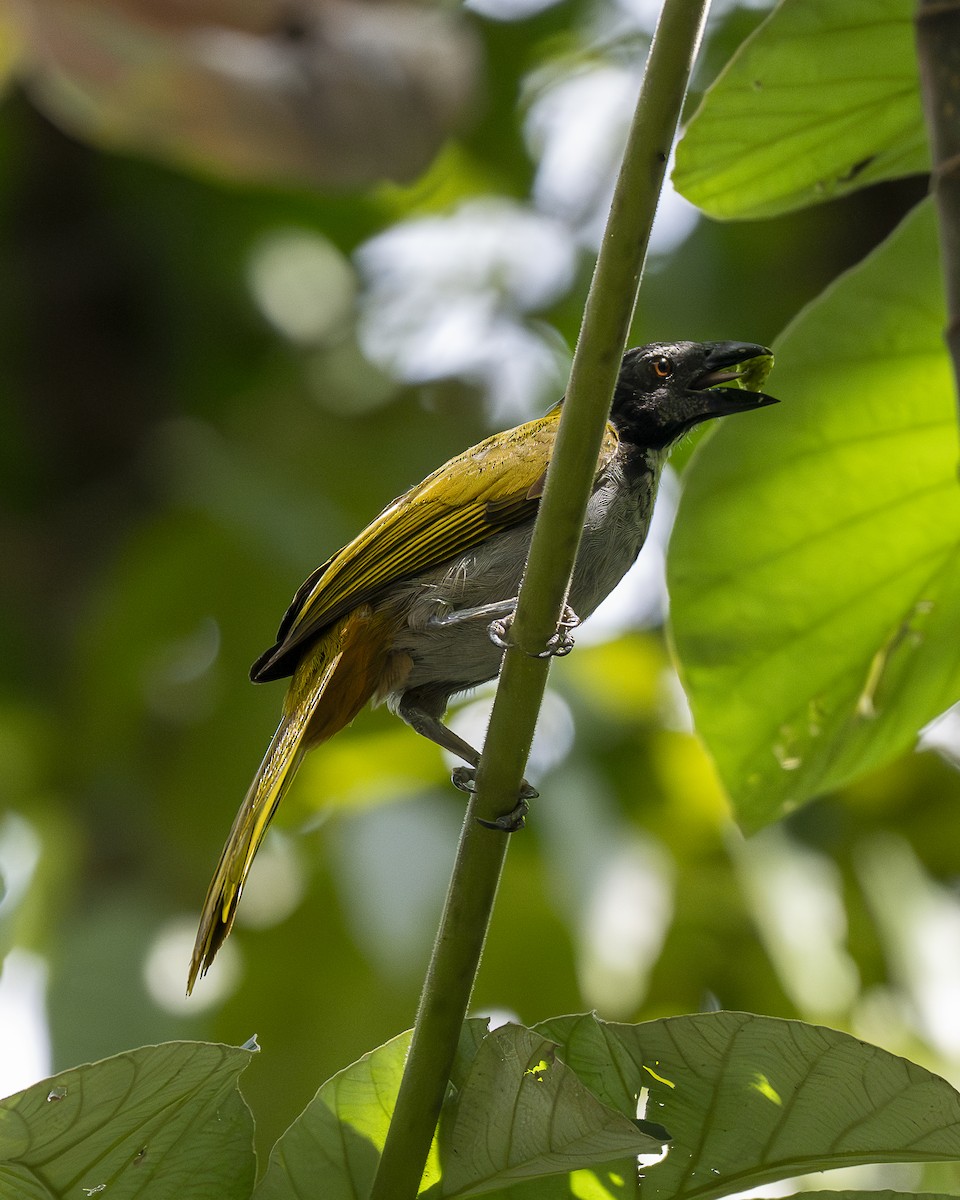 Black-headed Saltator - ML642364529