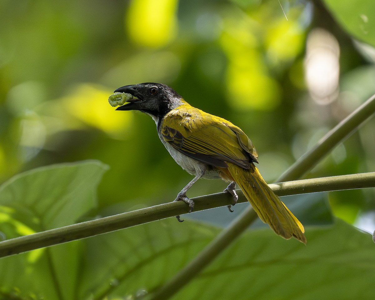 Black-headed Saltator - ML642364530