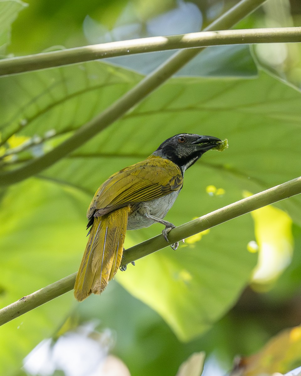 Black-headed Saltator - ML642364531
