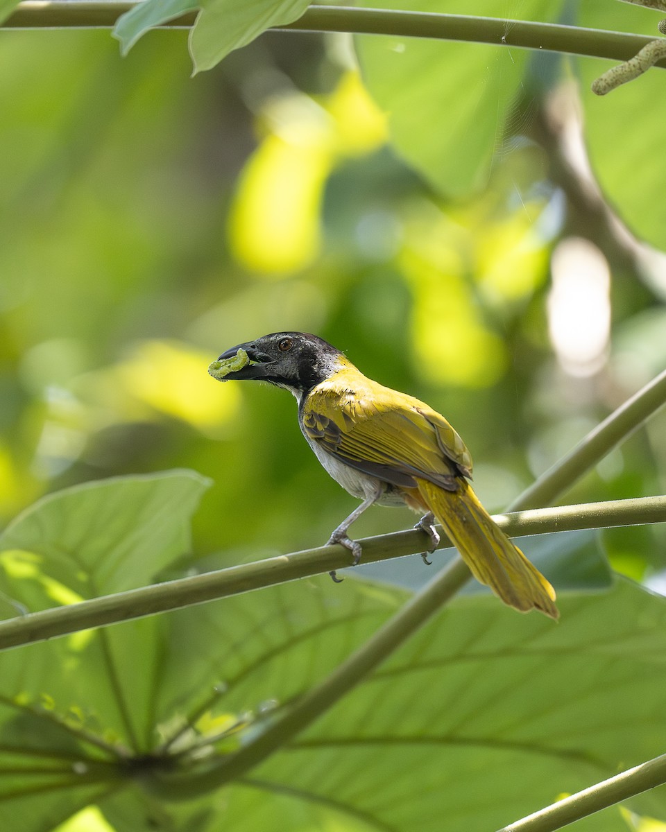 Black-headed Saltator - ML642364532