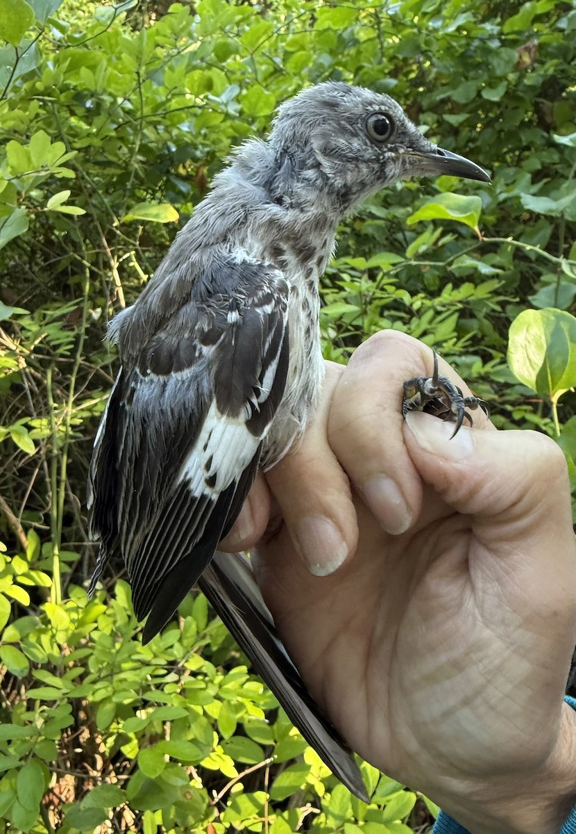 Northern Mockingbird - ML642364537