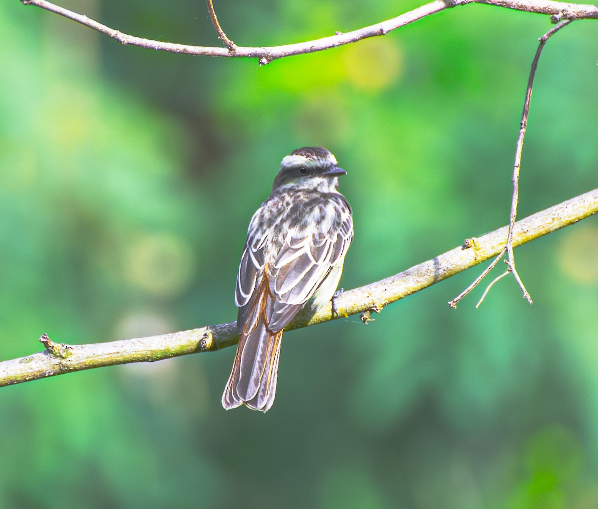 Variegated Flycatcher - ML642364539