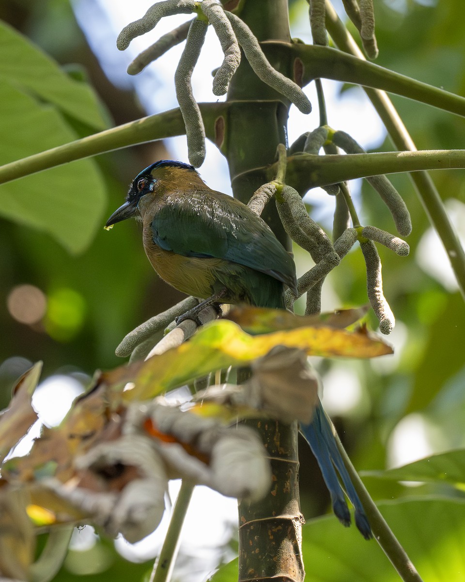 Motmot de Lesson - ML642364540