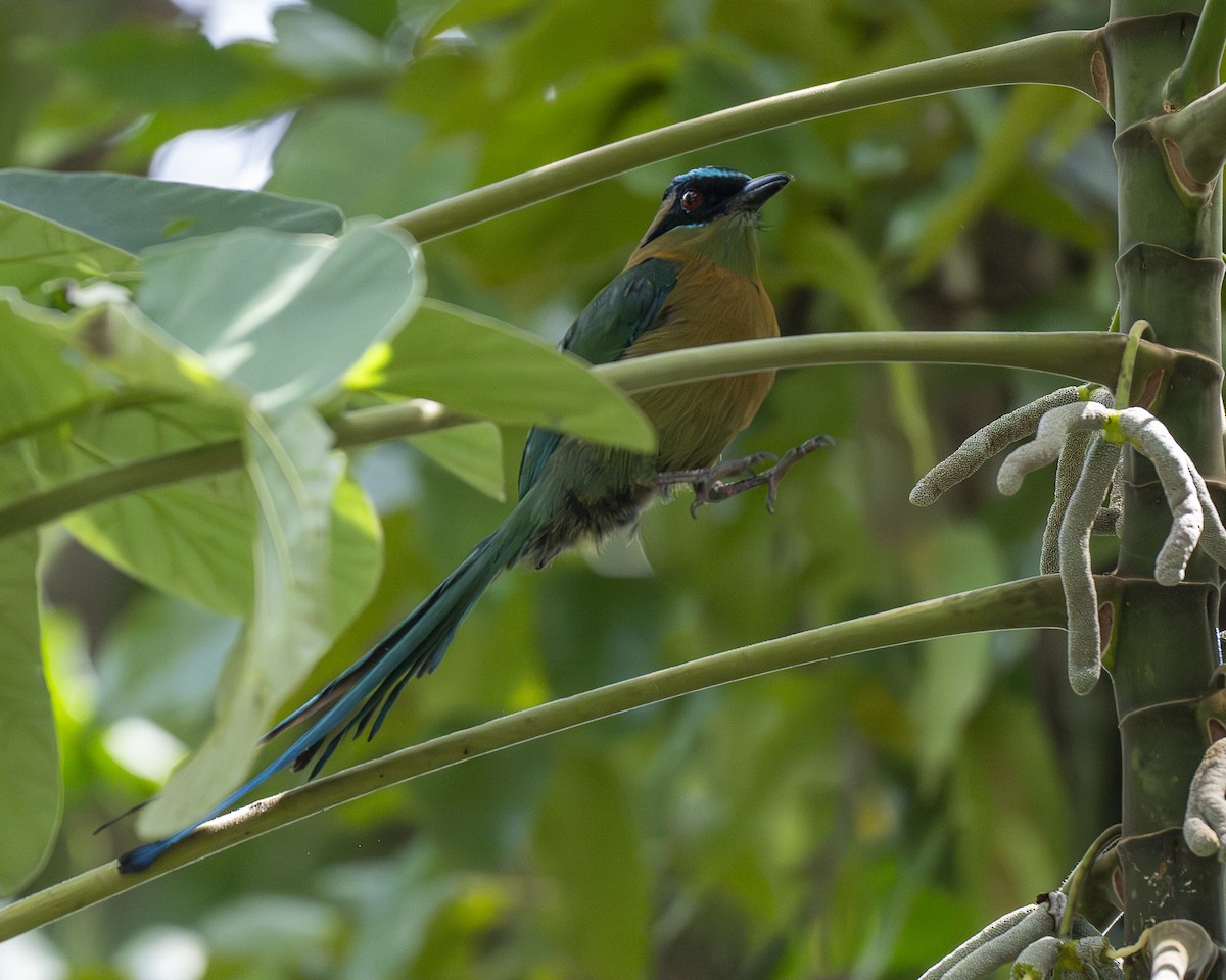 Motmot de Lesson - ML642364541