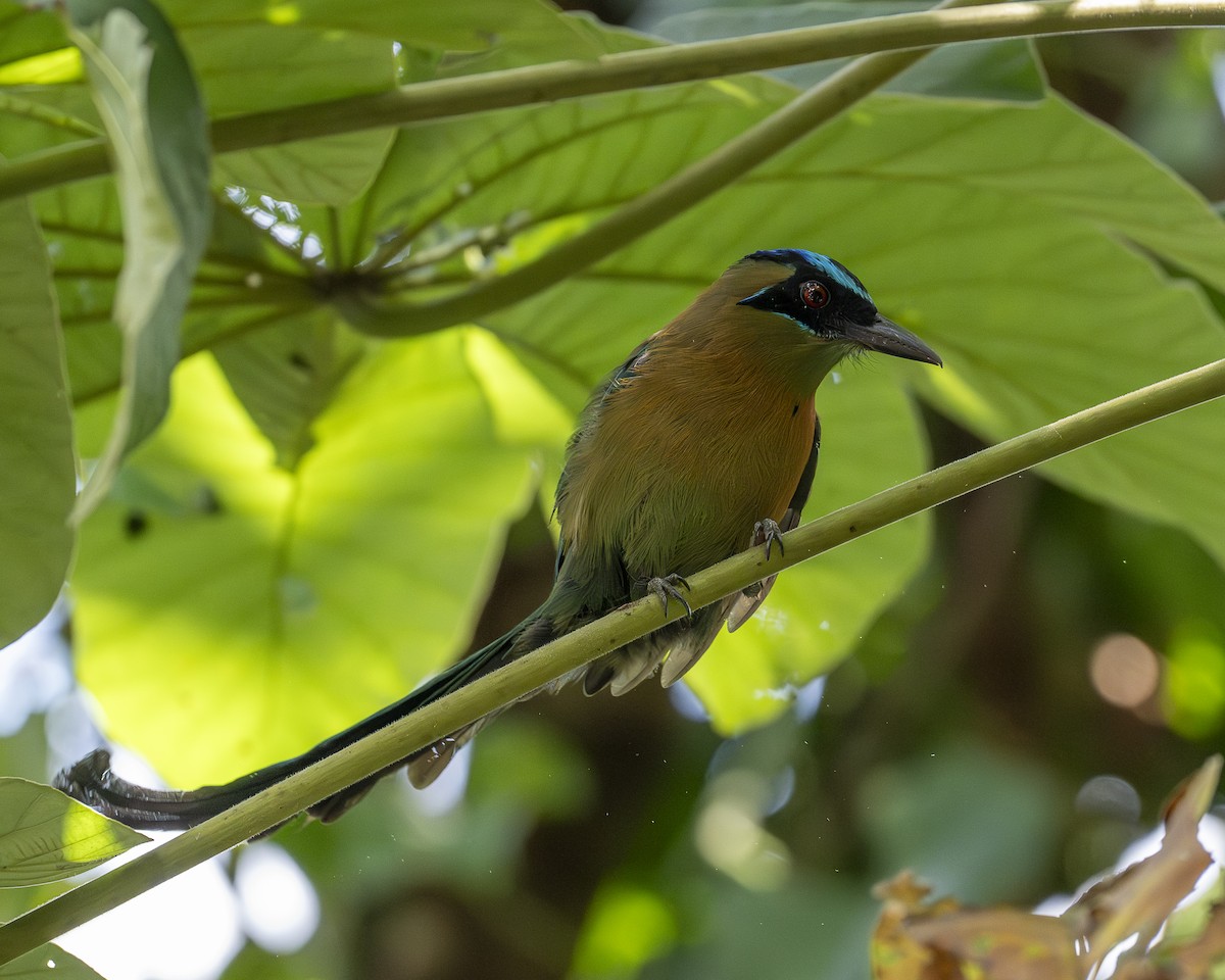 Motmot de Lesson - ML642364542