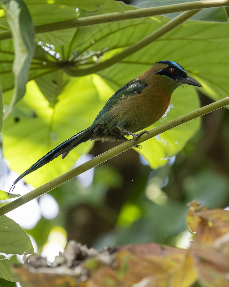 Motmot de Lesson - ML642364543