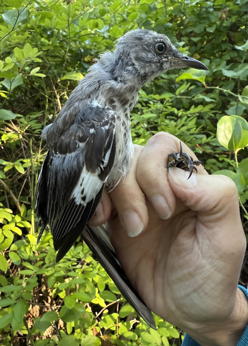 Northern Mockingbird - ML642364545