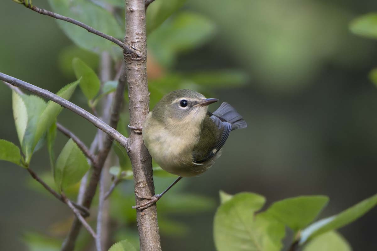 blåparula - ML642364548