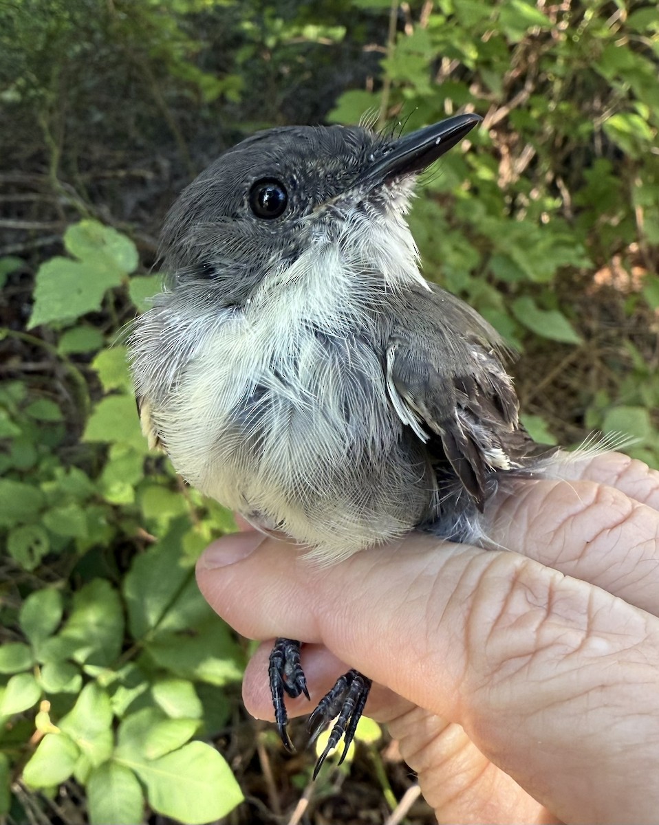 Eastern Phoebe - ML642364549