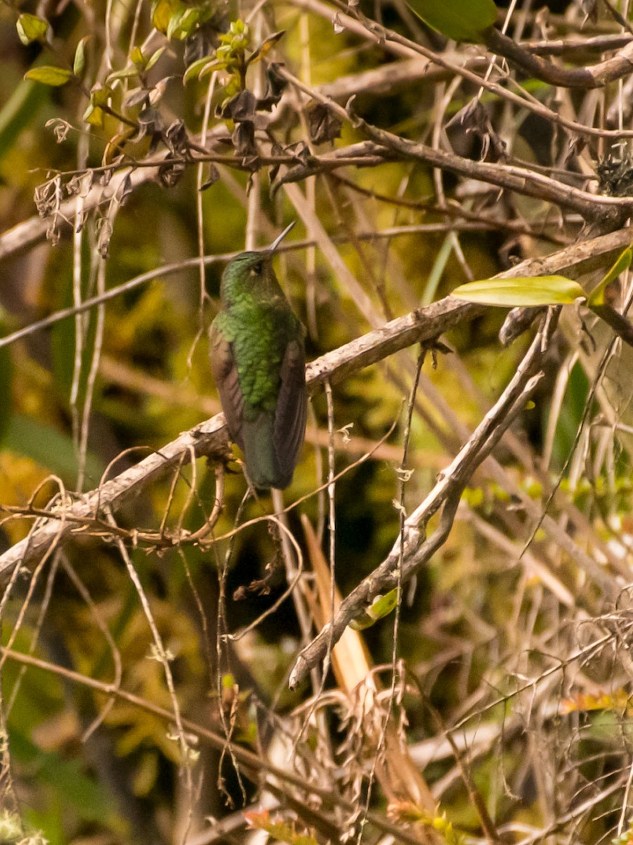Viridian Metaltail - ML642364550