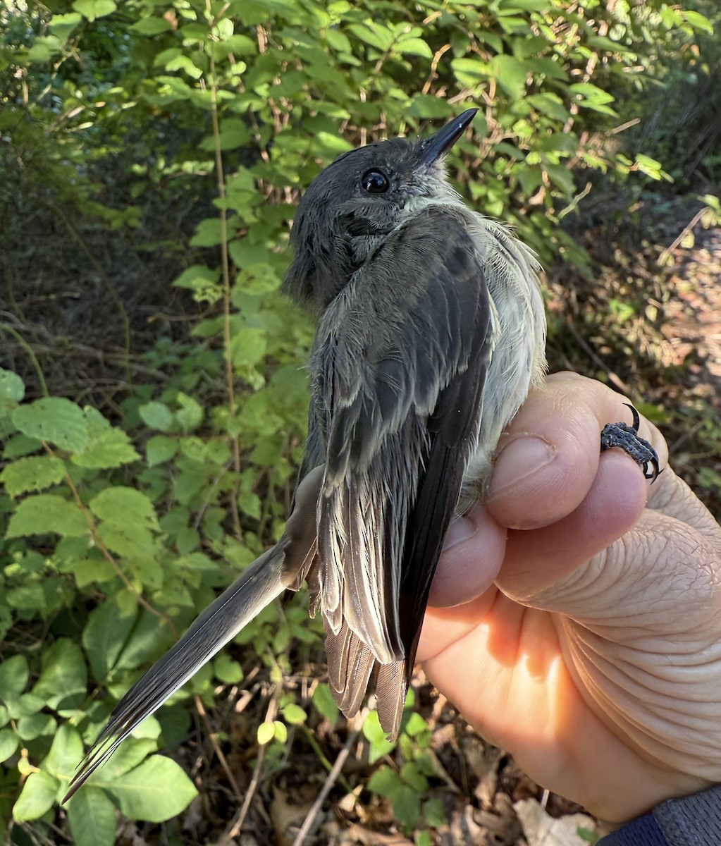 Eastern Phoebe - ML642364551