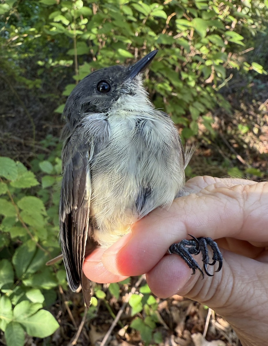 Eastern Phoebe - ML642364557