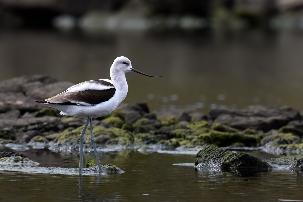 American Avocet - ML642364565