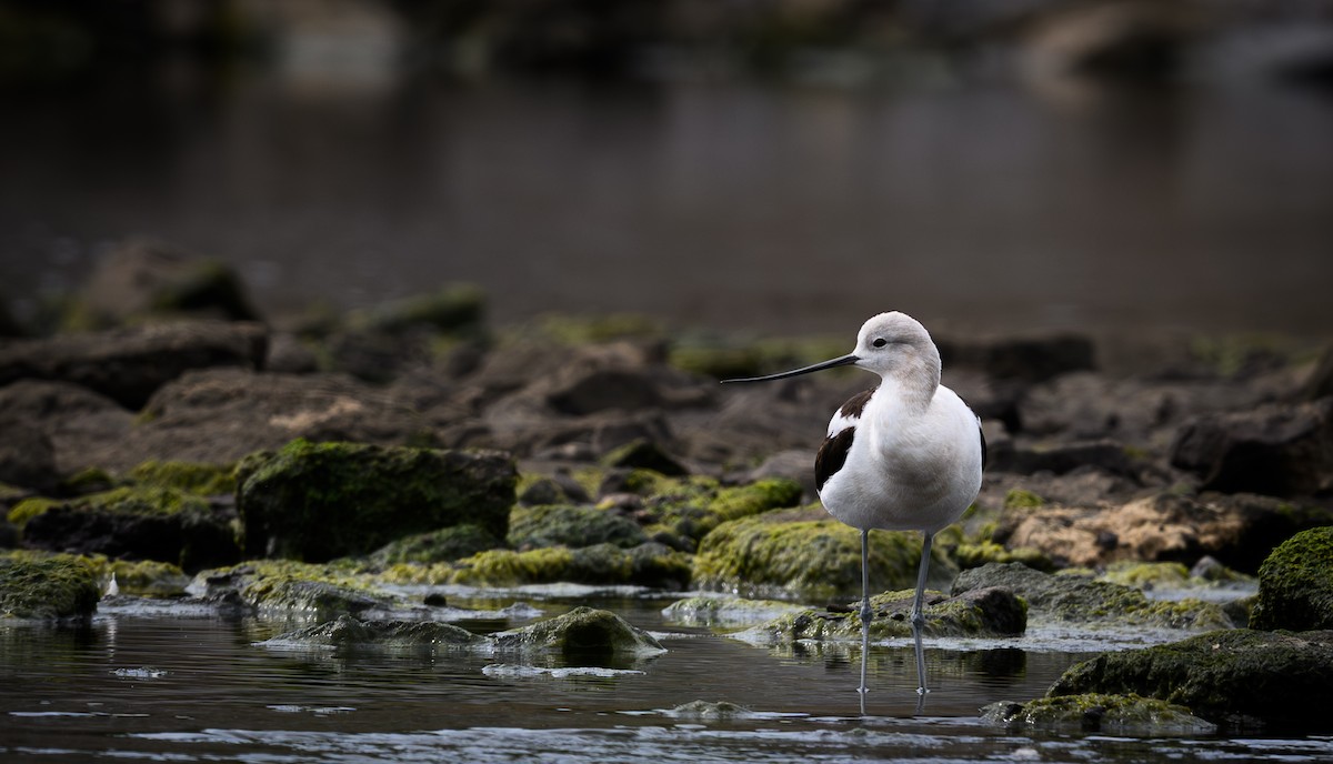 American Avocet - ML642364566