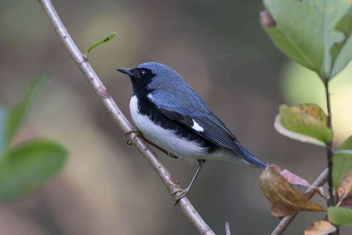 blåparula - ML642364580