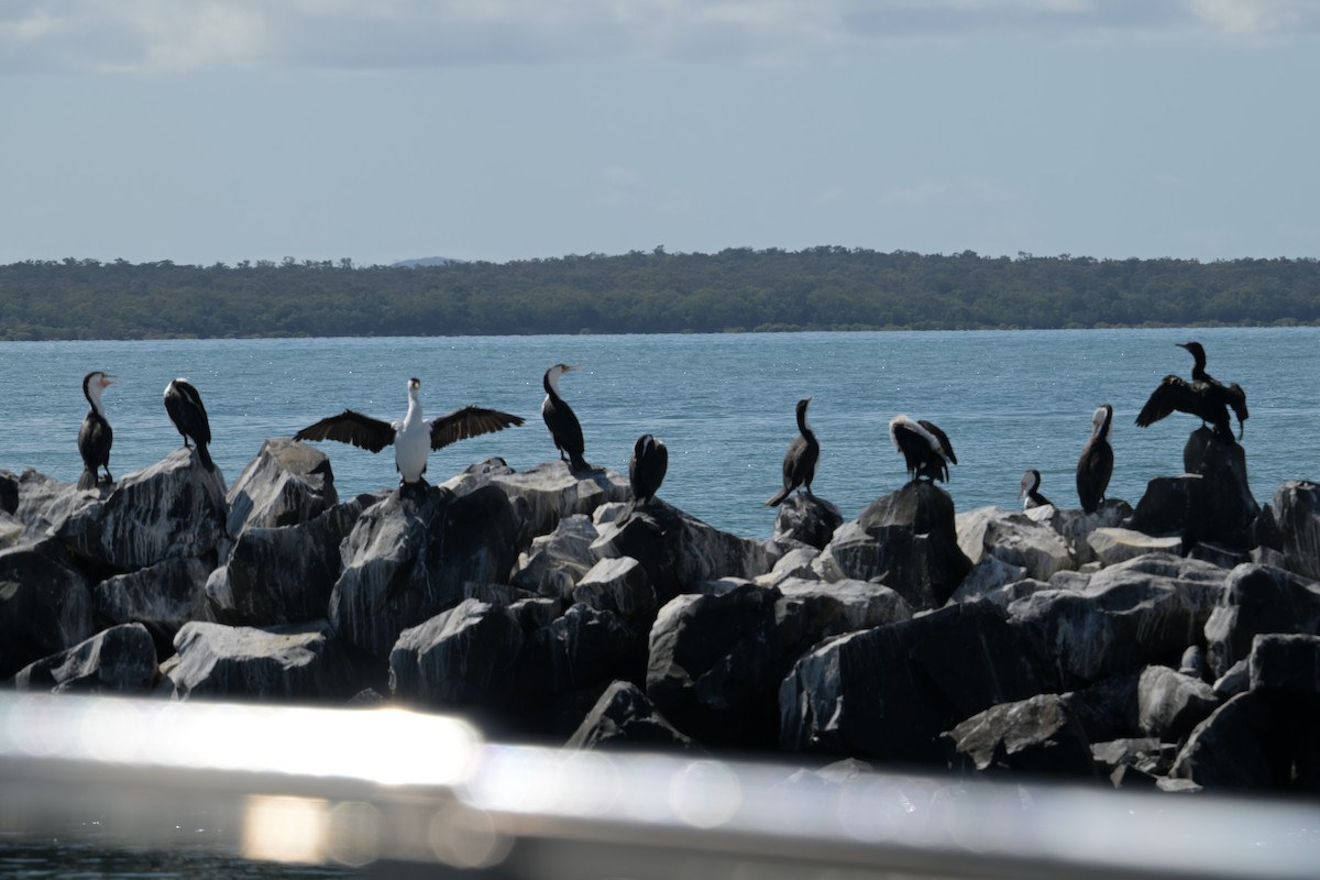 Pied Cormorant - ML642364582