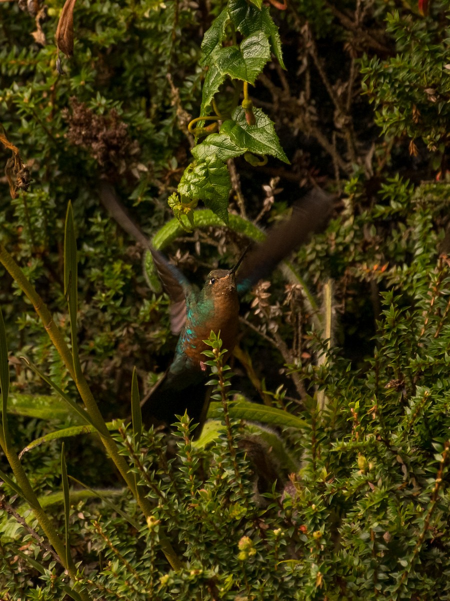 Great Sapphirewing - ML642364589