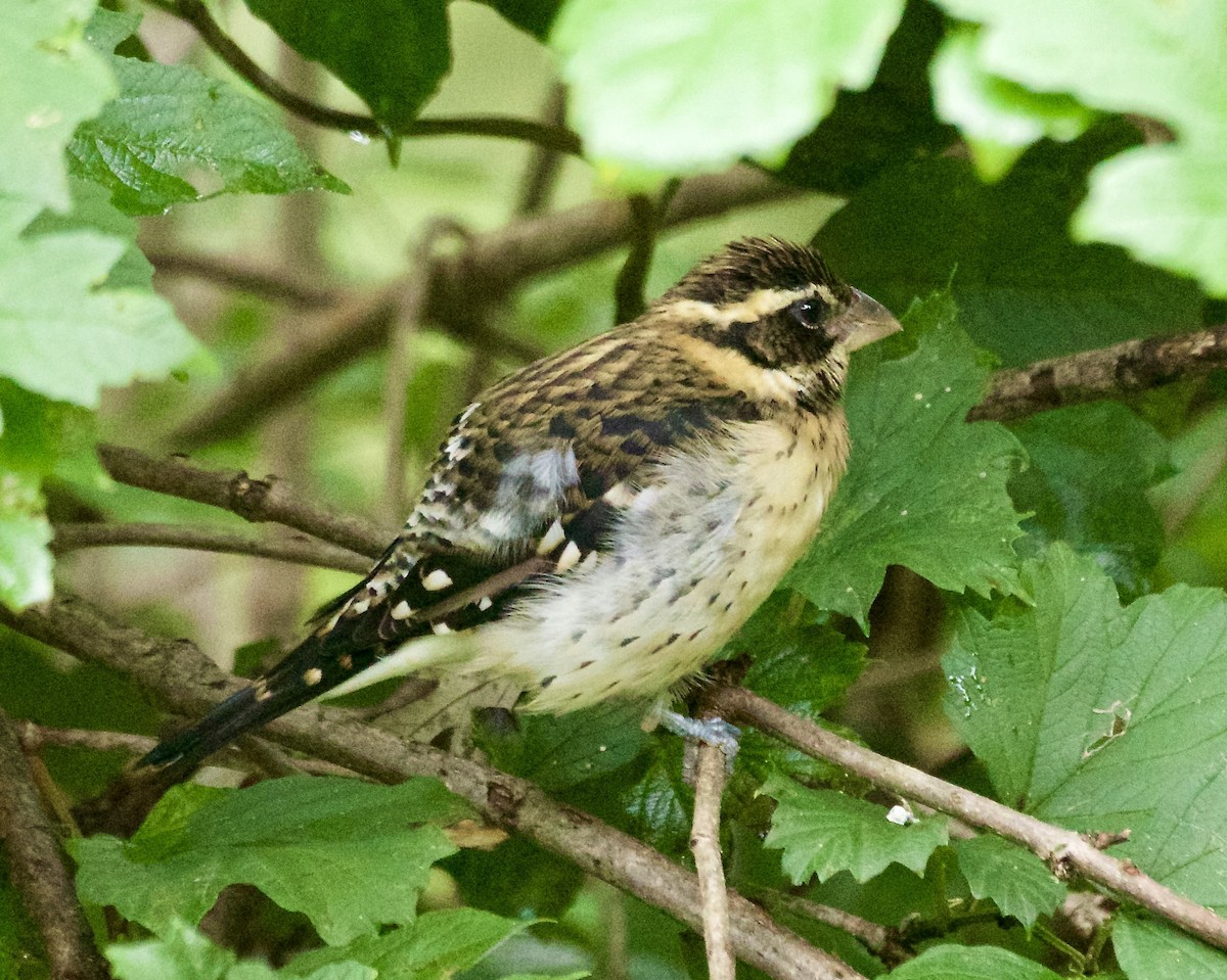 Rose-breasted Grosbeak - ML642364594