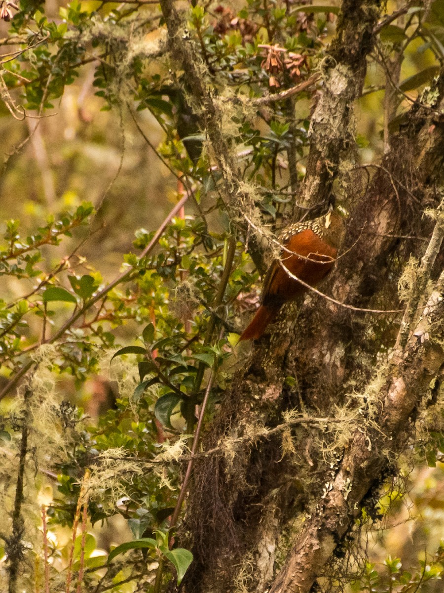 Pearled Treerunner - ML642364602