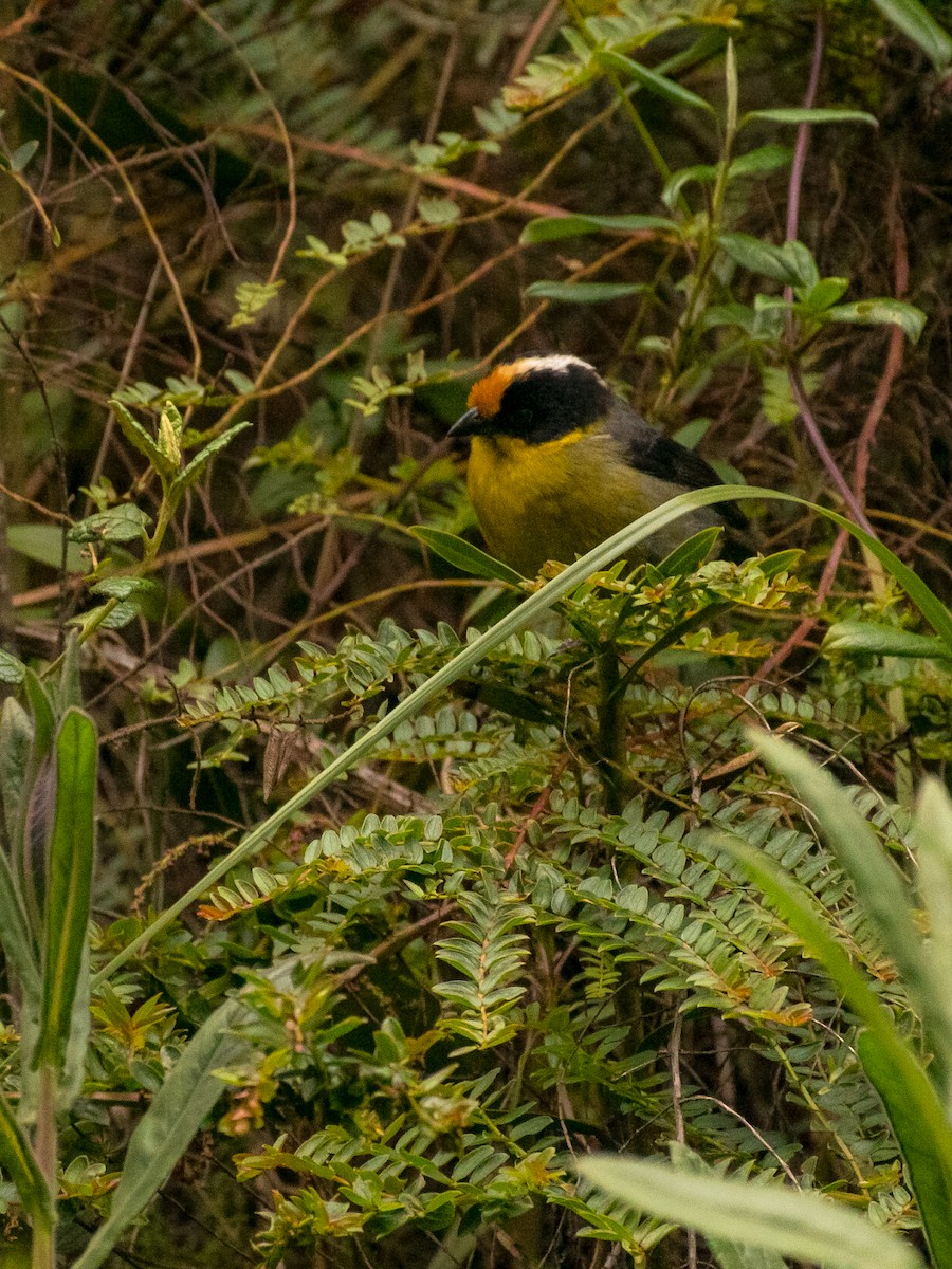 Pale-naped Brushfinch - ML642364614