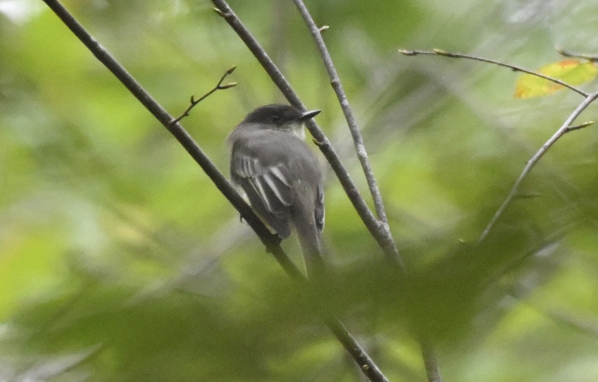 Eastern Phoebe - ML642364621