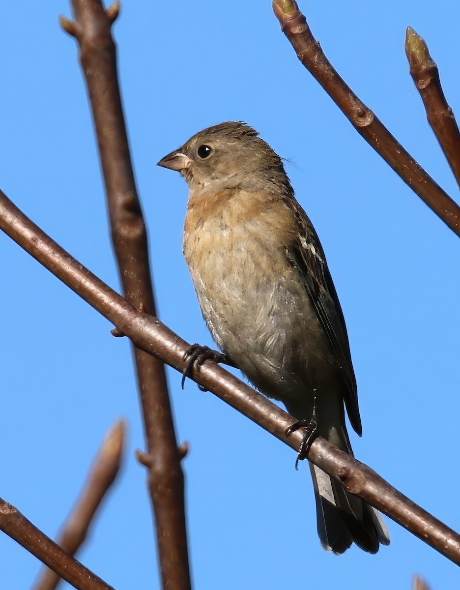 Скригнатка лазурова - ML642364624