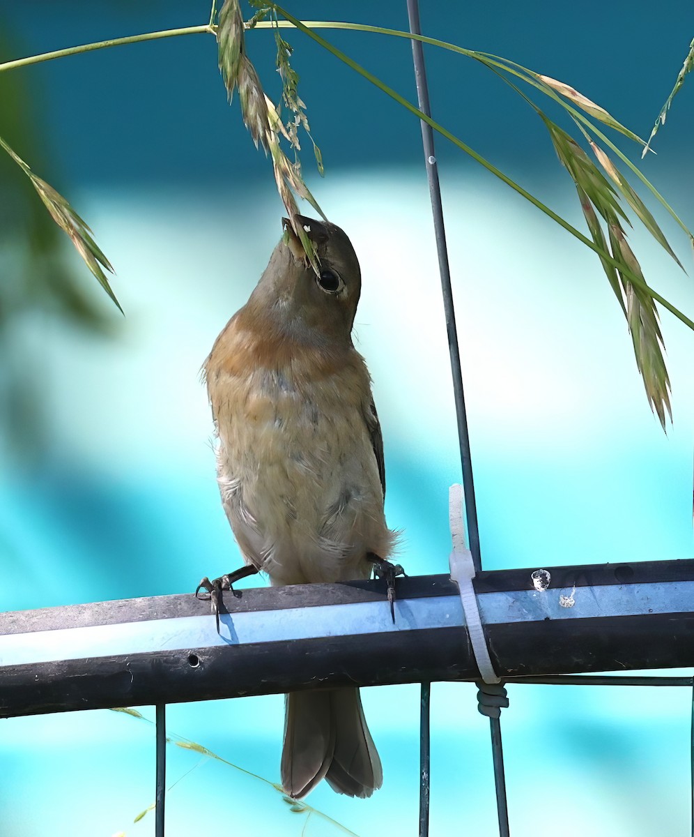 Скригнатка лазурова - ML642364626