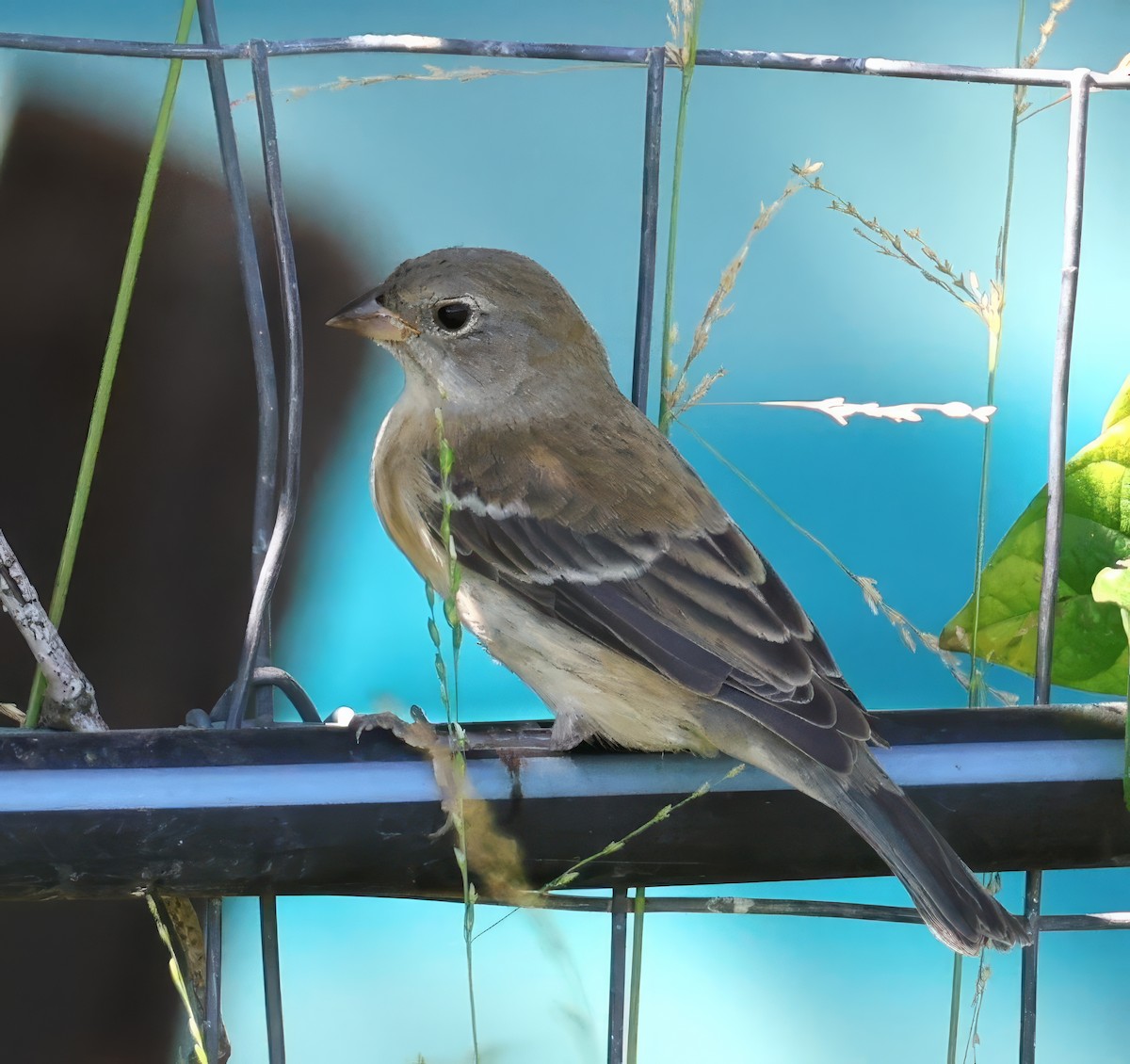 Скригнатка лазурова - ML642364627