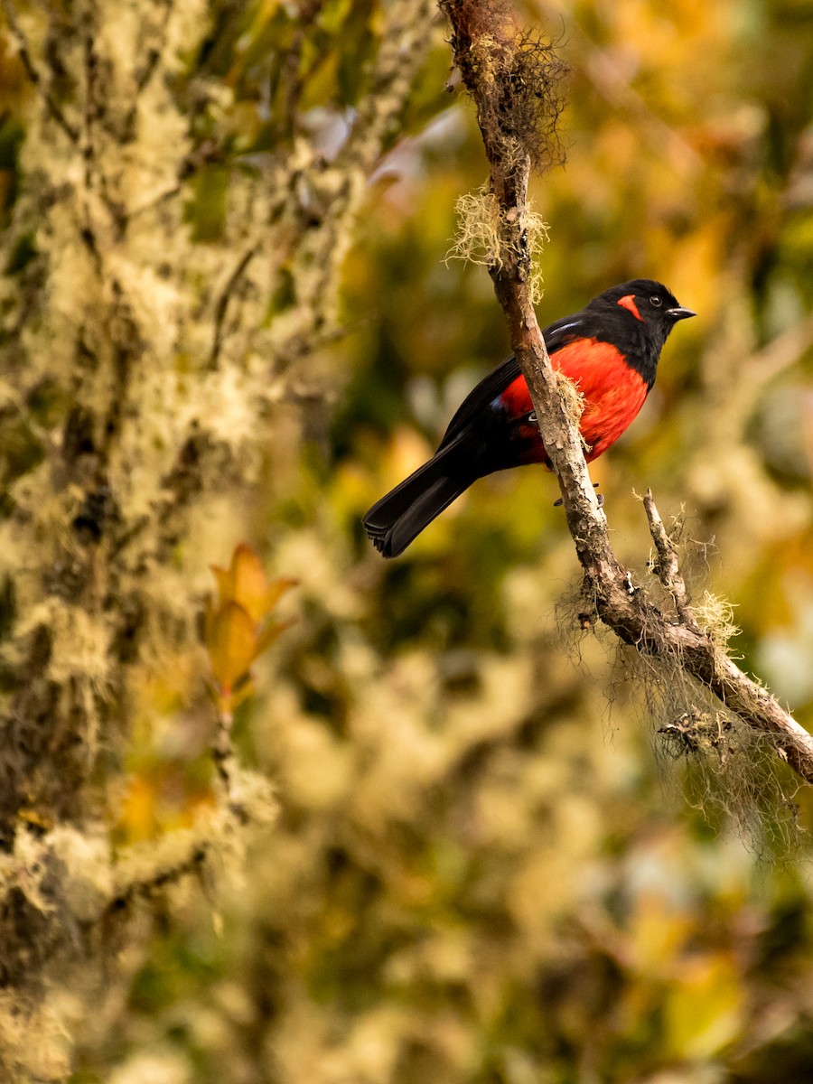 Scarlet-bellied Mountain Tanager - ML642364629
