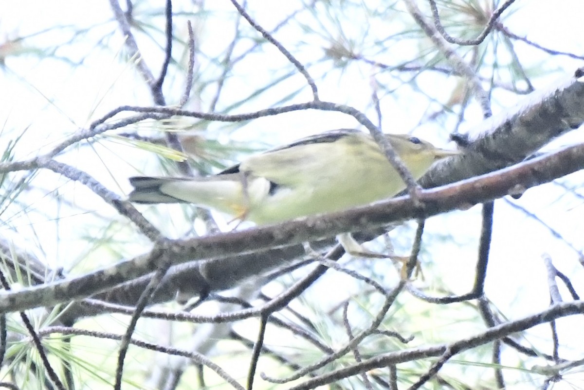 Blackpoll Warbler - ML642364640